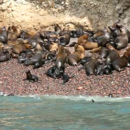 Isla Ballesta, seal beach