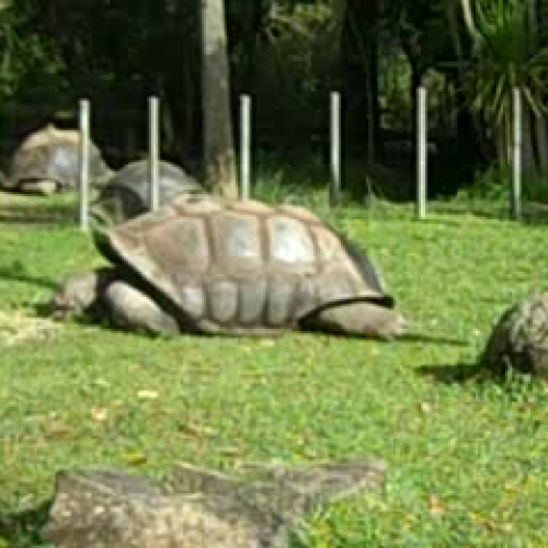 ???Giant Tortoise