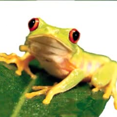 Tree Frog ??