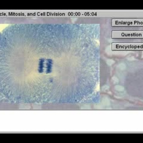Cell Biology: Cell Cycle Mitosis and Cell Div