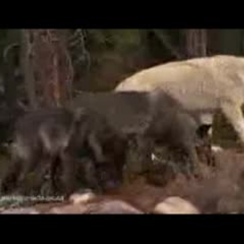 EDIT 202 Sample Video