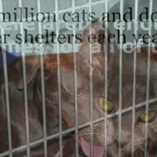 Pet Overpopulation PSA Project