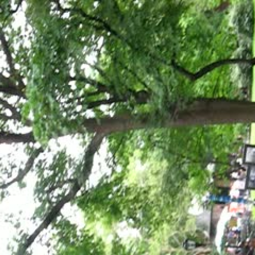 The Tree in Central Park