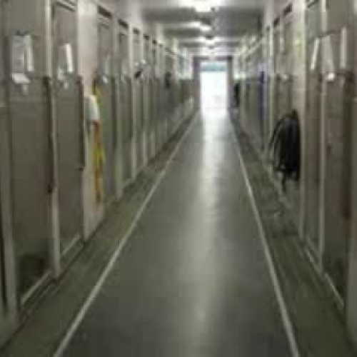 Adoption, the Only Option