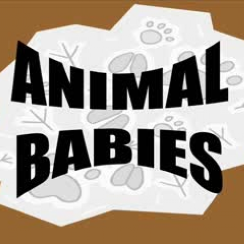 Animal Babies