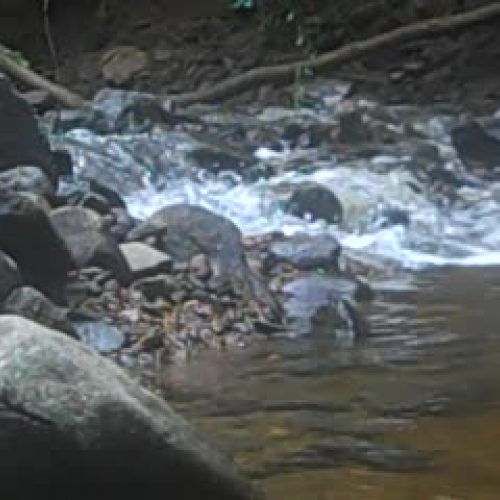 Stream velocity at Brandywine Creek