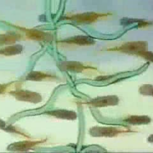 EDIT 202 Sample Video