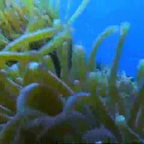 EDIT 202 Sample Video