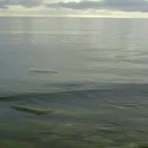 Pollution In Our Backyard