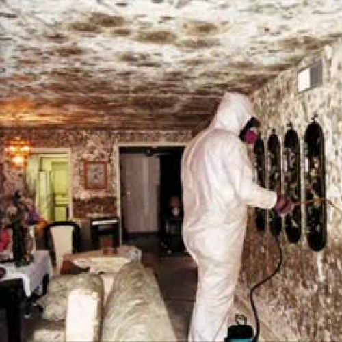 Mold Removal - Hire Mold Removal Company, Flo