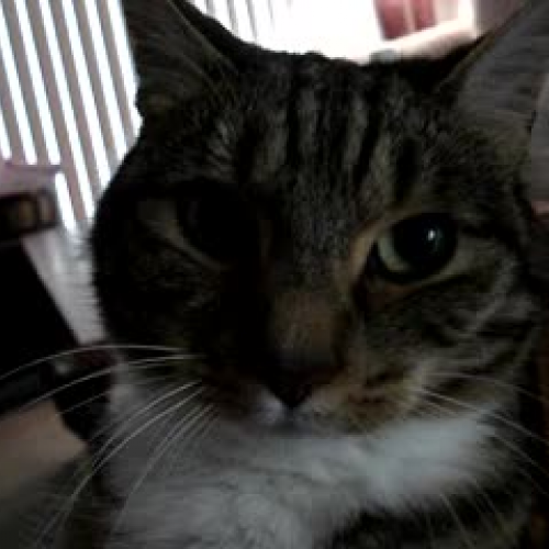 Mable Teaches Writing