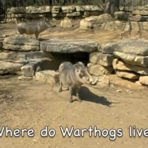 Warthogs