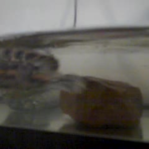 ShortyGirl Turtle