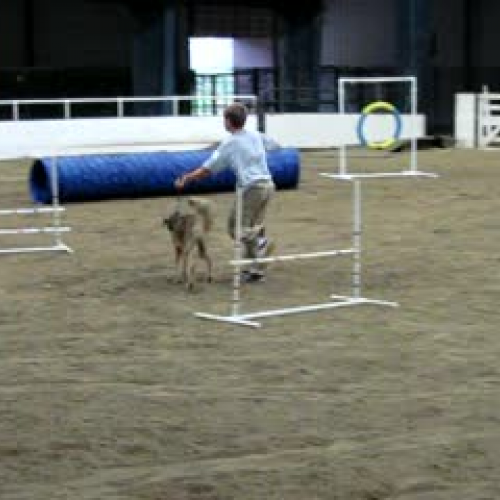 Dog Show