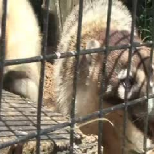Cute Coati at the Houston Zoo