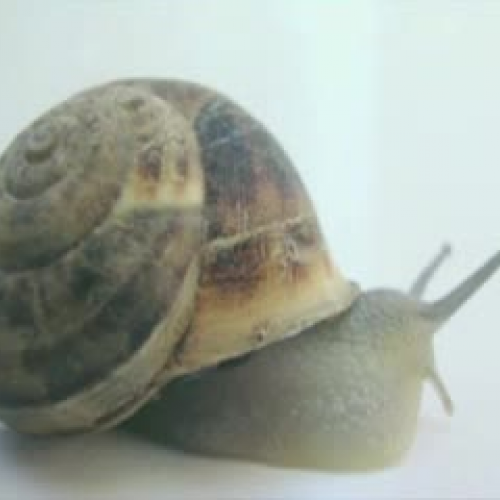 Fast and Slow