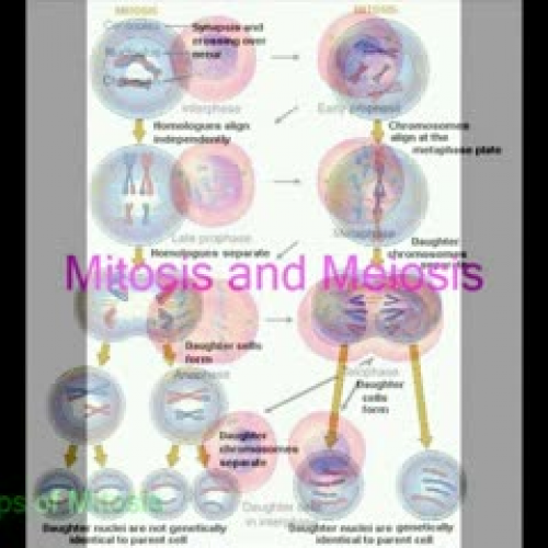 Cell Division