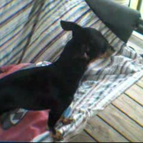 the bubbett show intro