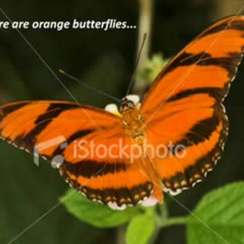 Butterflies