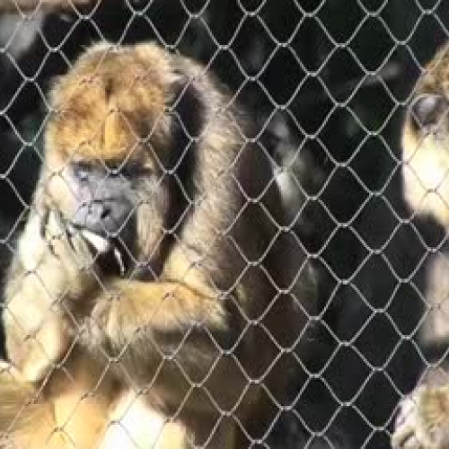 Howler Monkeys at the Houston Zoo