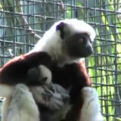 Coquerel's Sifaka Newborn