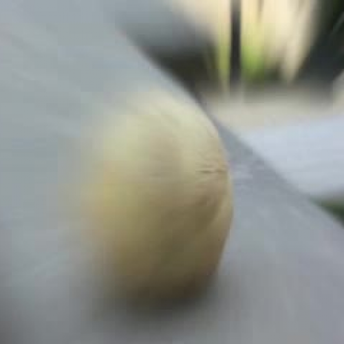 Exploding Cantaloupe