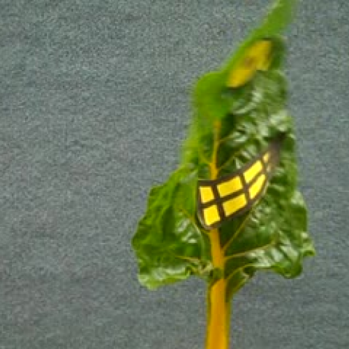 Friendship Garden Advertisments