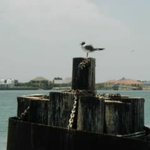 My Family's Summer Tradition