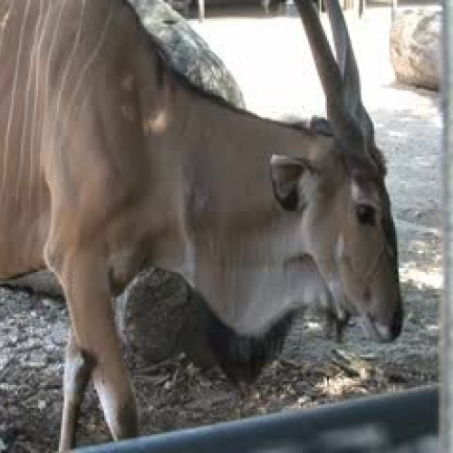 Giant Eland Calf Birth at the Houston Zoo