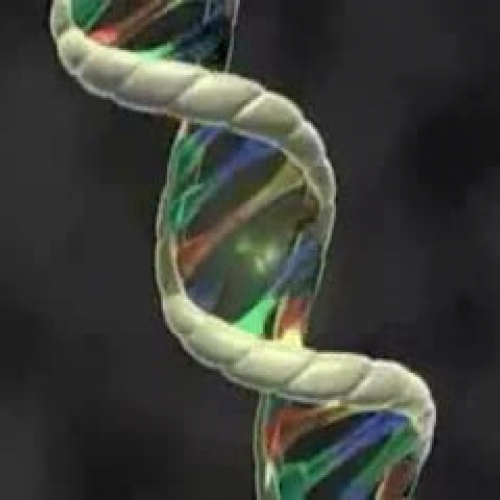 Ken Miller chromosome 2