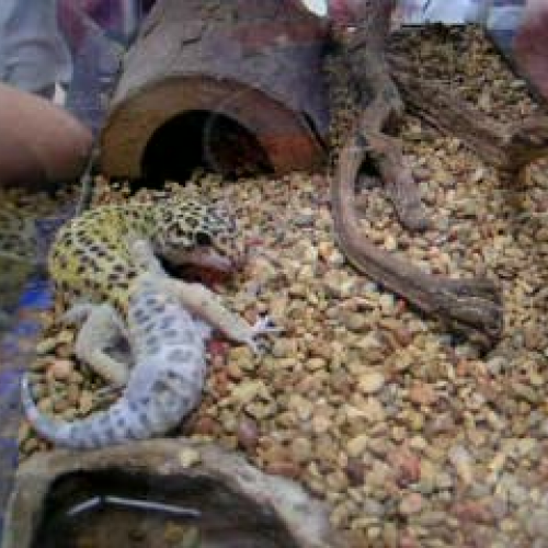 Gecko eating  his skin