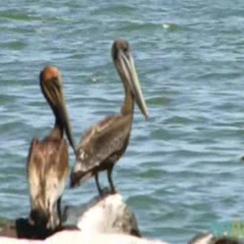 Brown Pelican Survical During Oil Spill Part 