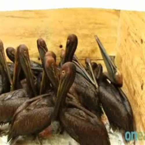Brown Pelican Survives Oil Spill Part 2