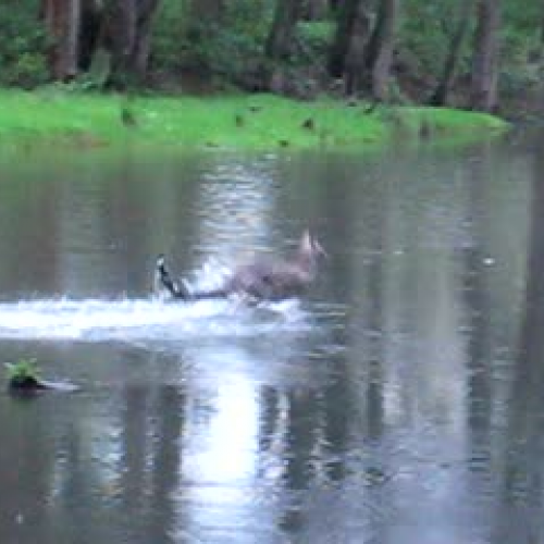 Kangaroo hopping across river