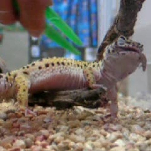 Gecko eating