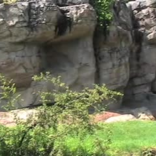 Spectacled Bears at the Houston Zoo