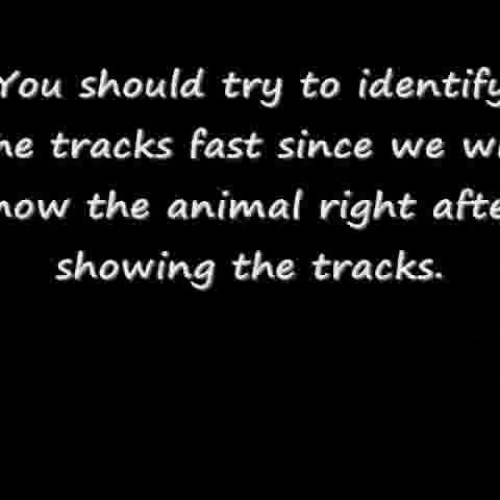 Identify Animal Tracks  highhopes no. 9