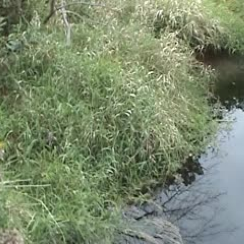 Field Site Video Report - Part 3