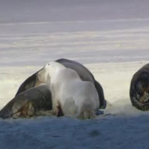 RE:  ASL I, Lesson 1, Part 1