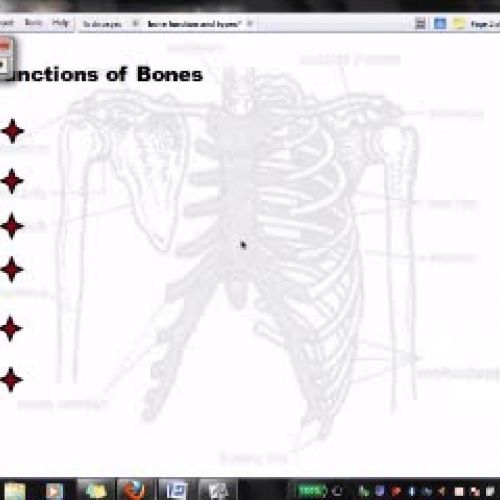 Bone function and types