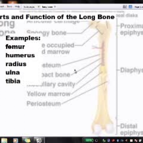 Long Bone lecture