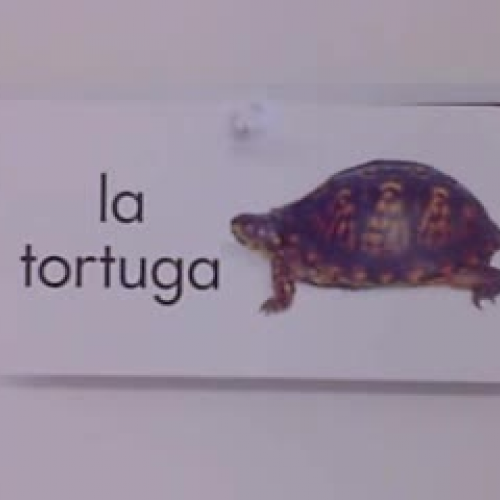 la tortuga