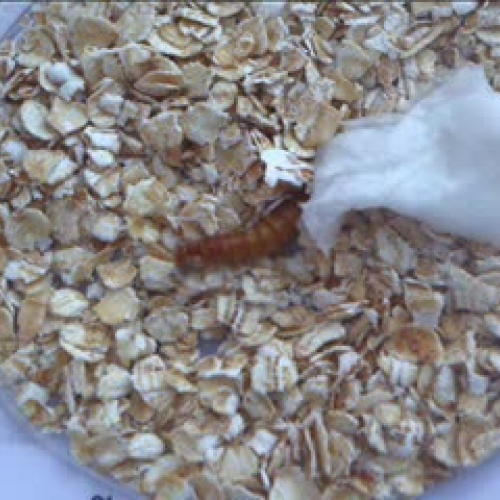 mealworm