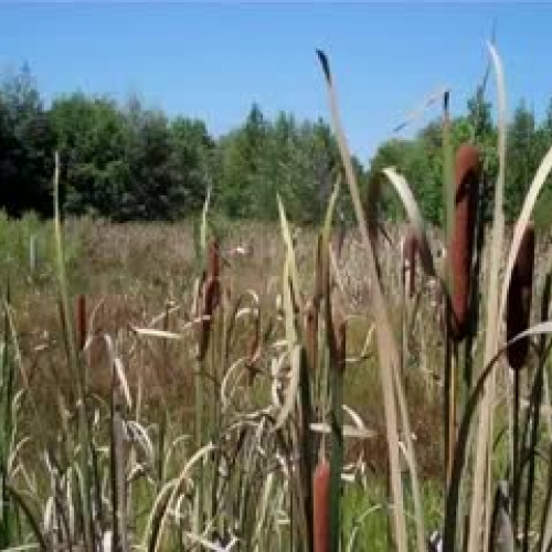 Wetlands