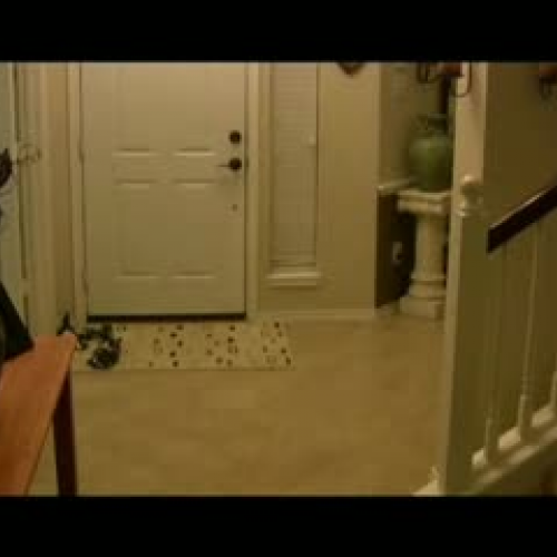 Save a Life: Adopt a Pet