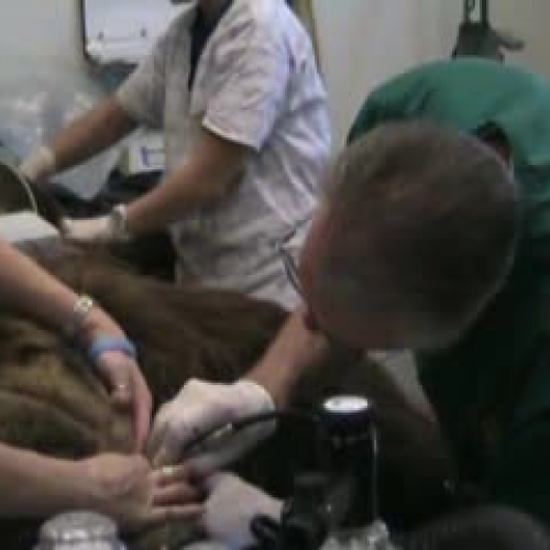 Grizzly Bear Dental Work at the Houston Zoo