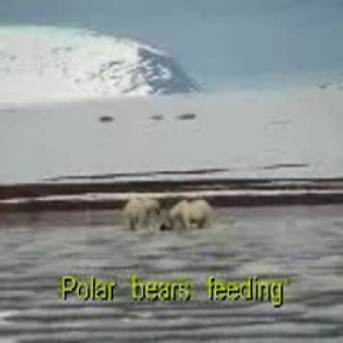 Polar Bears feeding