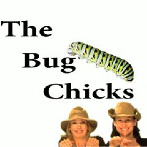 The Bug Chicks Episode 1: Bug Bits