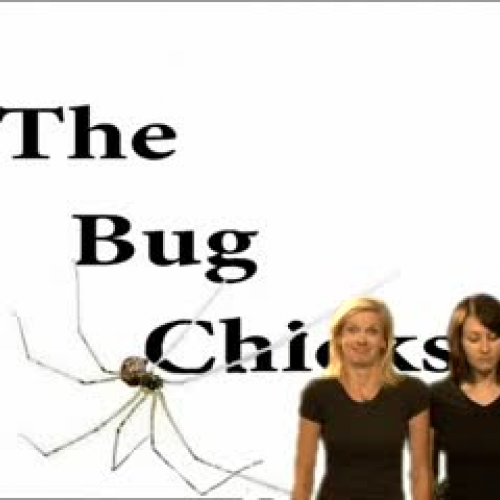 The Bug Chicks Episode 2: Spider Specifics