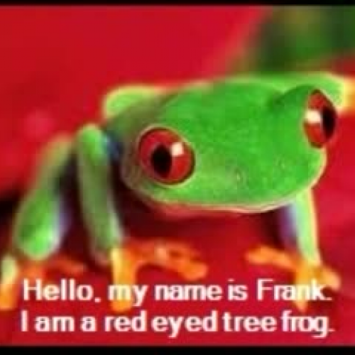 Frank the frog
